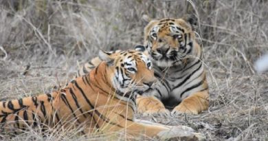 maya-tigress-inmarathi