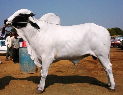 Deoni cattle-marathipizza