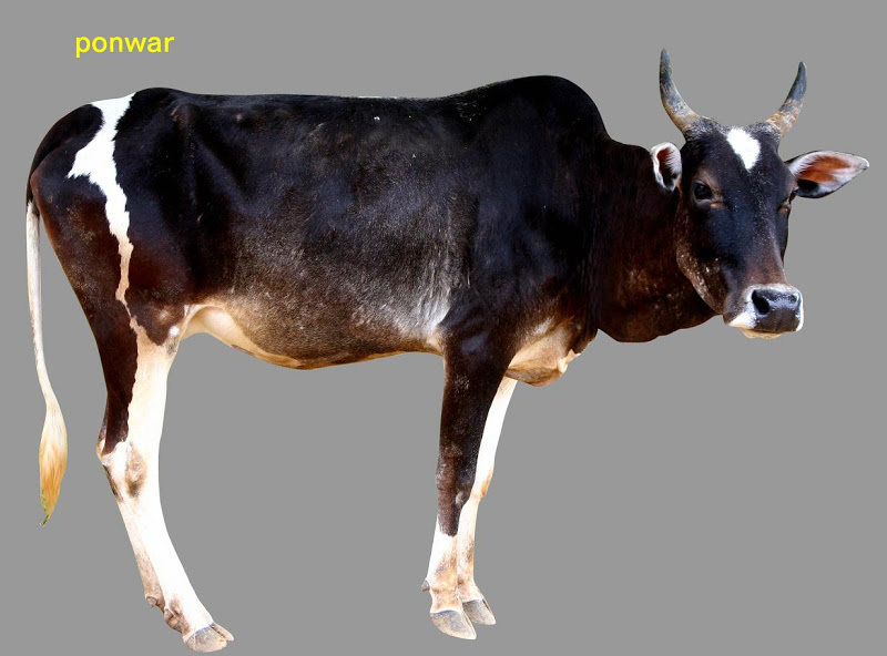 Ponwar-cow-inmarathi