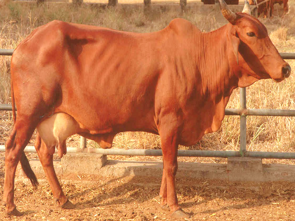 Red-Sindhi-cow-inmarathi