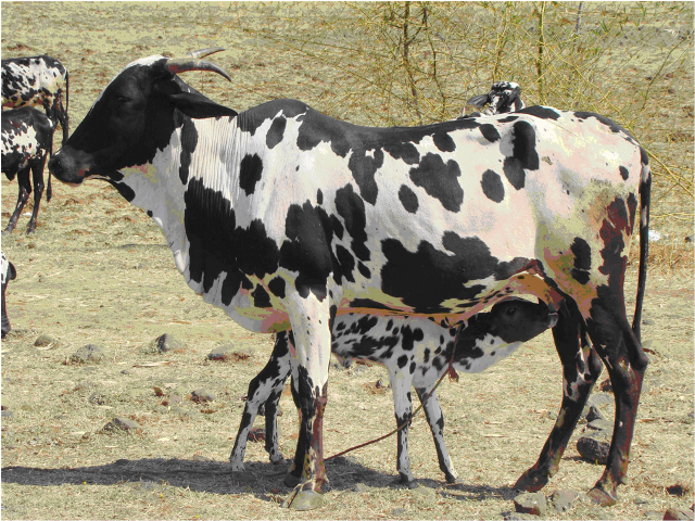 dangi-cow-inmarathi