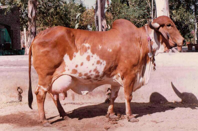 gir-cow-inmarathi