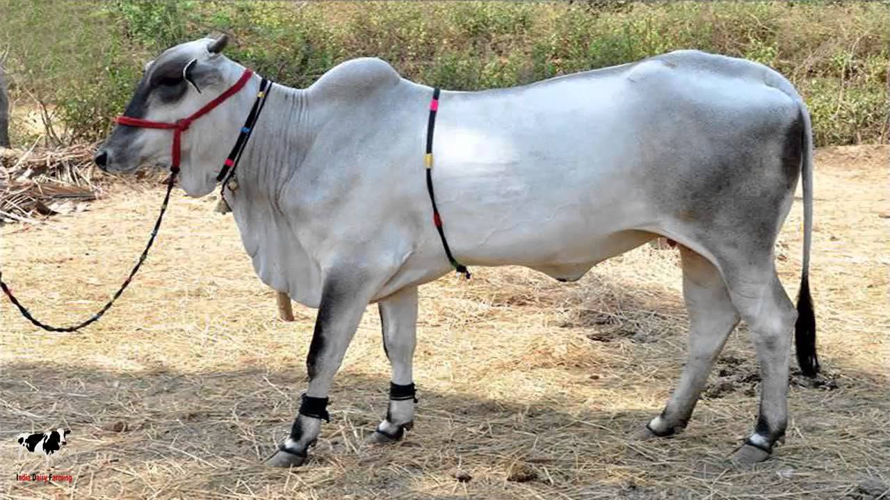 ongole-cow-inmarathi