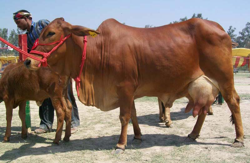 sahiwal-cow-inmarathi