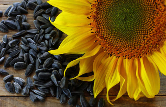 Benefits-of-Sunflower-Seeds-inmarathi