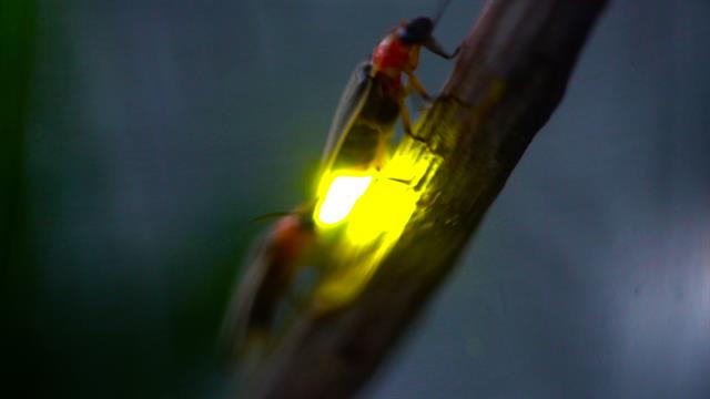 fireflies-marathipizza