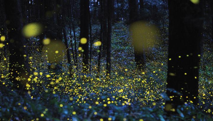fireflies-marathipizza01