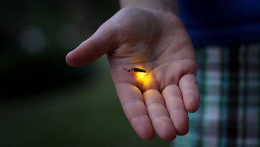 fireflies-marathipizza02