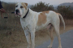 Bully Kutta dog breed-inmarathi