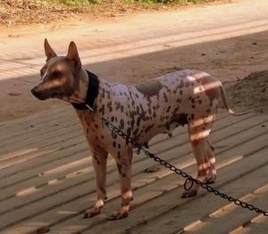 Jonangi dog breed-inmarathi