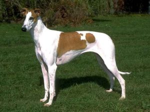 Rampur Greyhound dog breed-inmarathi