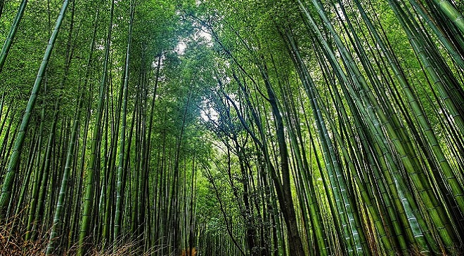 bamboo forest InMarathi