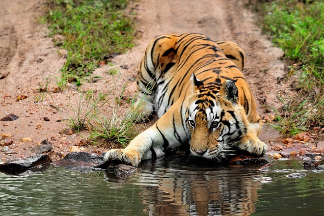 kanha-national-park-harshad-barve-tiger-02-inmarathi