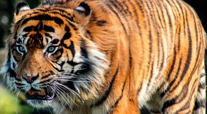 tiger InMarathi