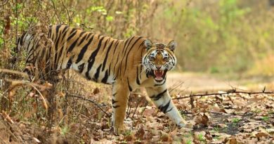 tiger feature InMarathi