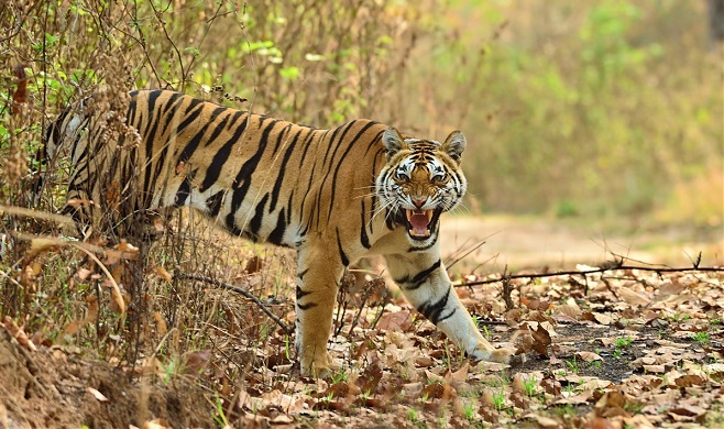 tiger feature InMarathi