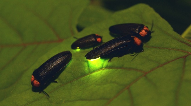 fireflies-InMarathi