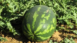 watermelone-war-inmarathi00