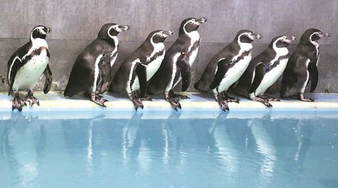 Penguin facts.Inmarathi