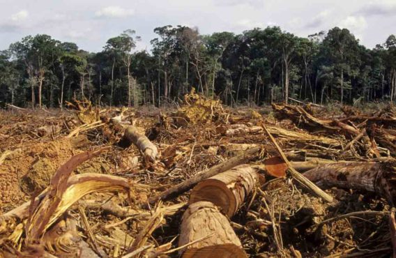 deforestation-inmarathi