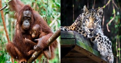 orangutan-inmarathi