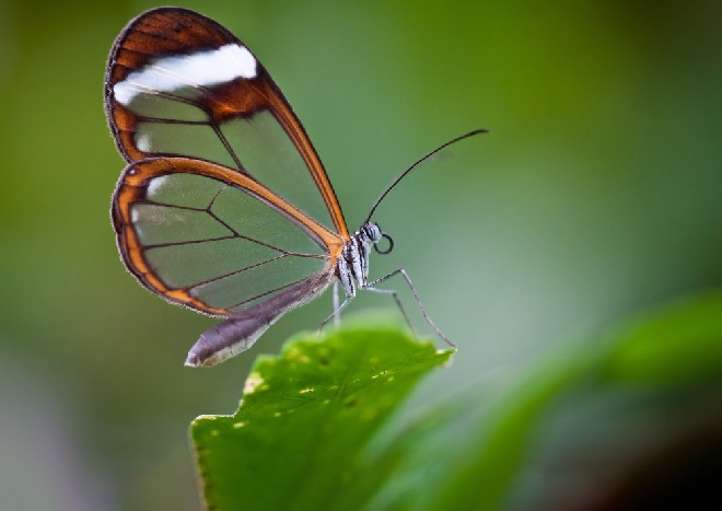 butterfly-inmarathi