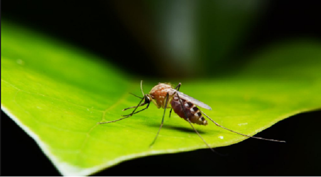 mosquitoes malaria dengue inmarathi