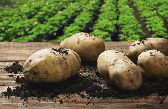 potato-plantation-inmarathi