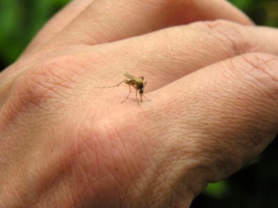 mosquitos-inmarathi