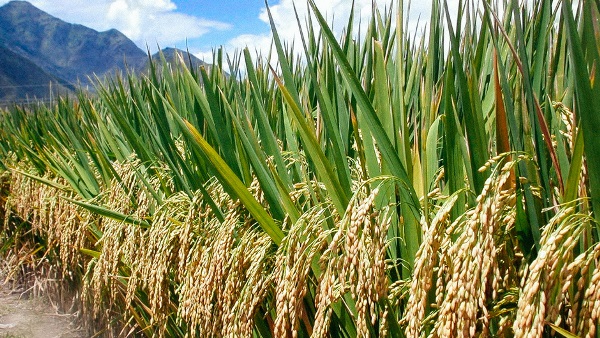 Rice-Paddy-Production-inmarathi
