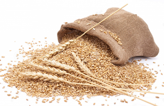 Wheat-inmarathi