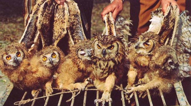 smuggling-owls-inmarathi
