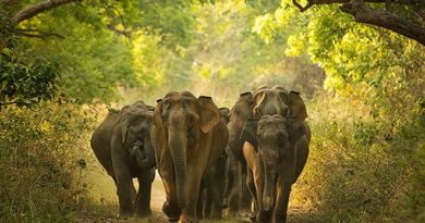 elephant-2 inmarathi