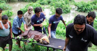 Assam-Kaziranga-rhino-rescued-from-flood-866x487