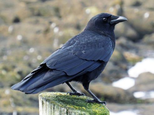 Crow Inmarathi
