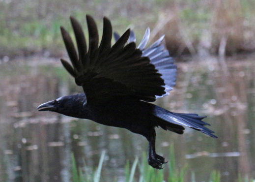 Crow harm Inmarathi