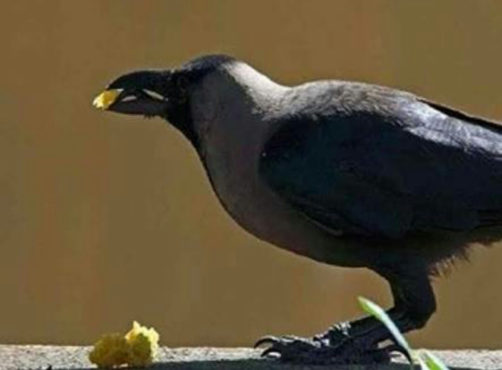 crow at funerals Inmarathi