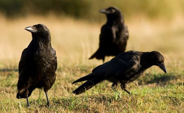 crow inmarathi 