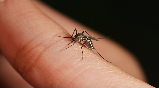 mosquito-bite-inmarathi-Feature