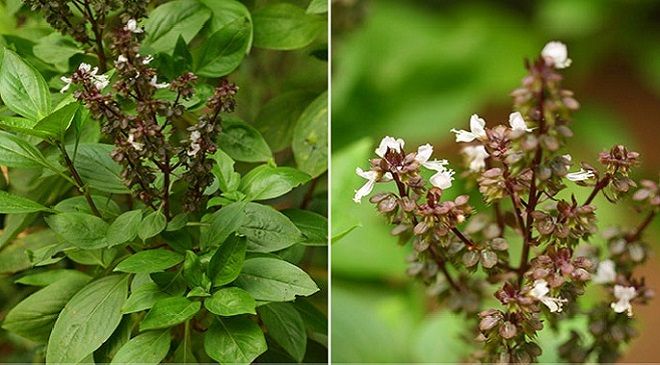 sabja-plant-inmarathi