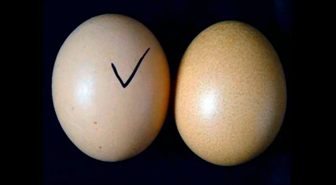 fake-eggs-inmarathi