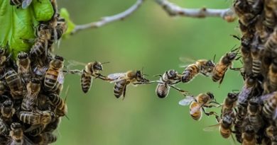 honey bee inmarathi
