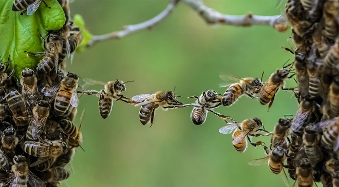 honey bee inmarathi