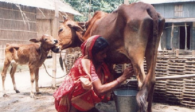 cow inmarathi 1