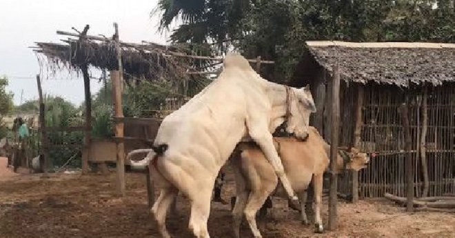 cow inmarathi 3