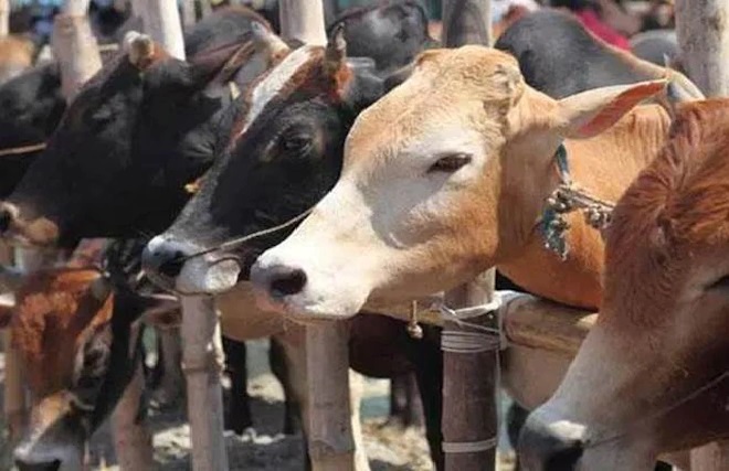 cow inmarathi