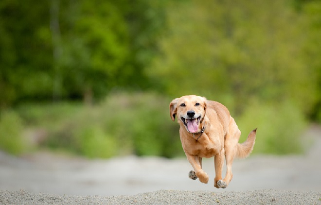 dog running inmarathi