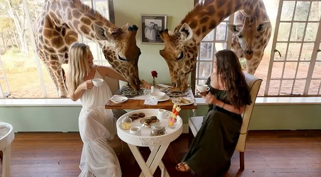 giraffe feature inmarathi