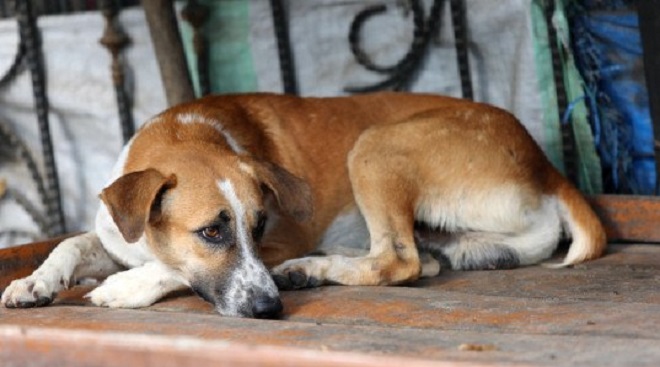 pet dog inmarathi