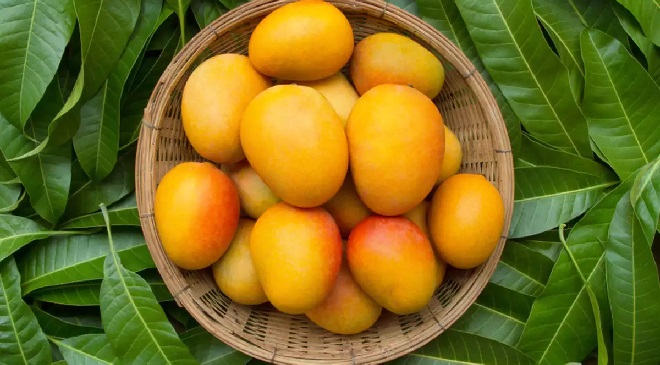 mango inmarathi